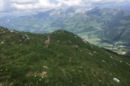 Bergklub: Dent de Lyss (2014 m.ü.M.)