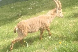 Bergklub: Dent de Lyss (2014 m.ü.M.)